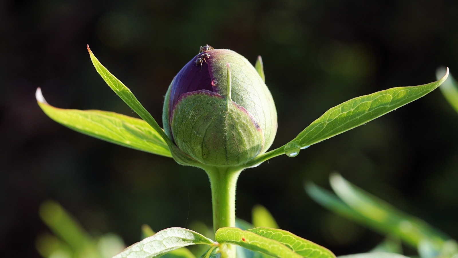 Нераспустившийся бутон пиона крупным планом