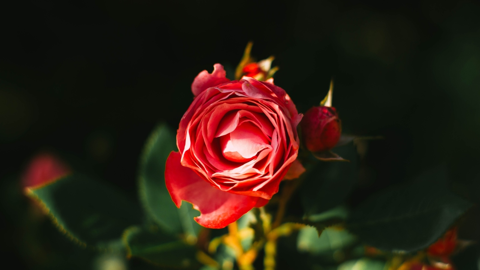 Нераспустившаяся красная роза с бутонами на клумбе