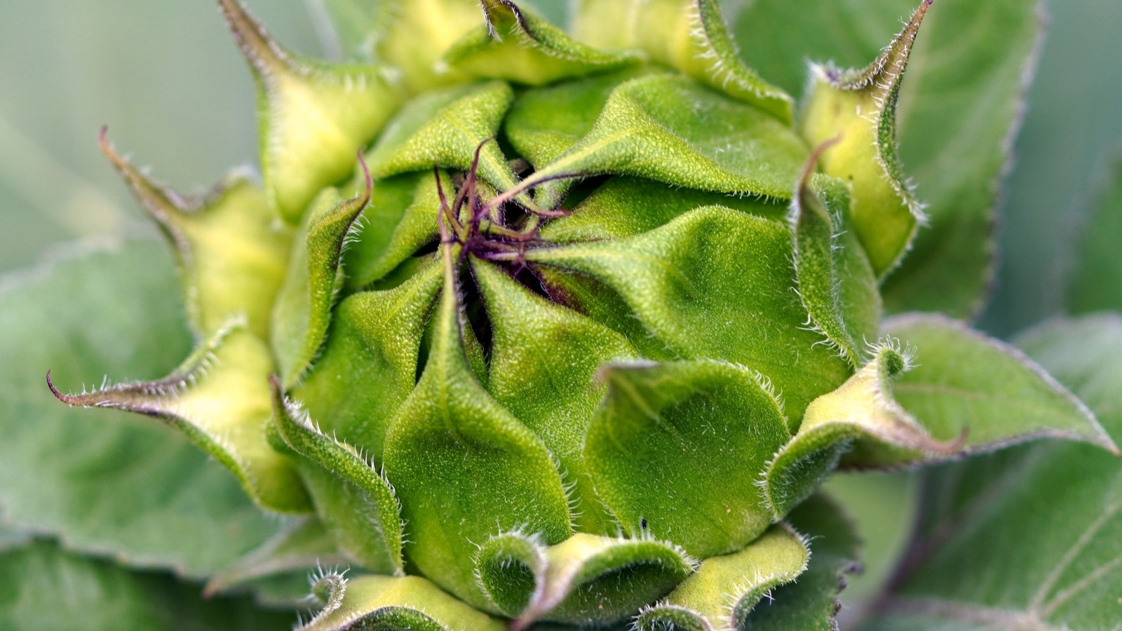 Нераспустившийся цветок подсолнуха крупным планом