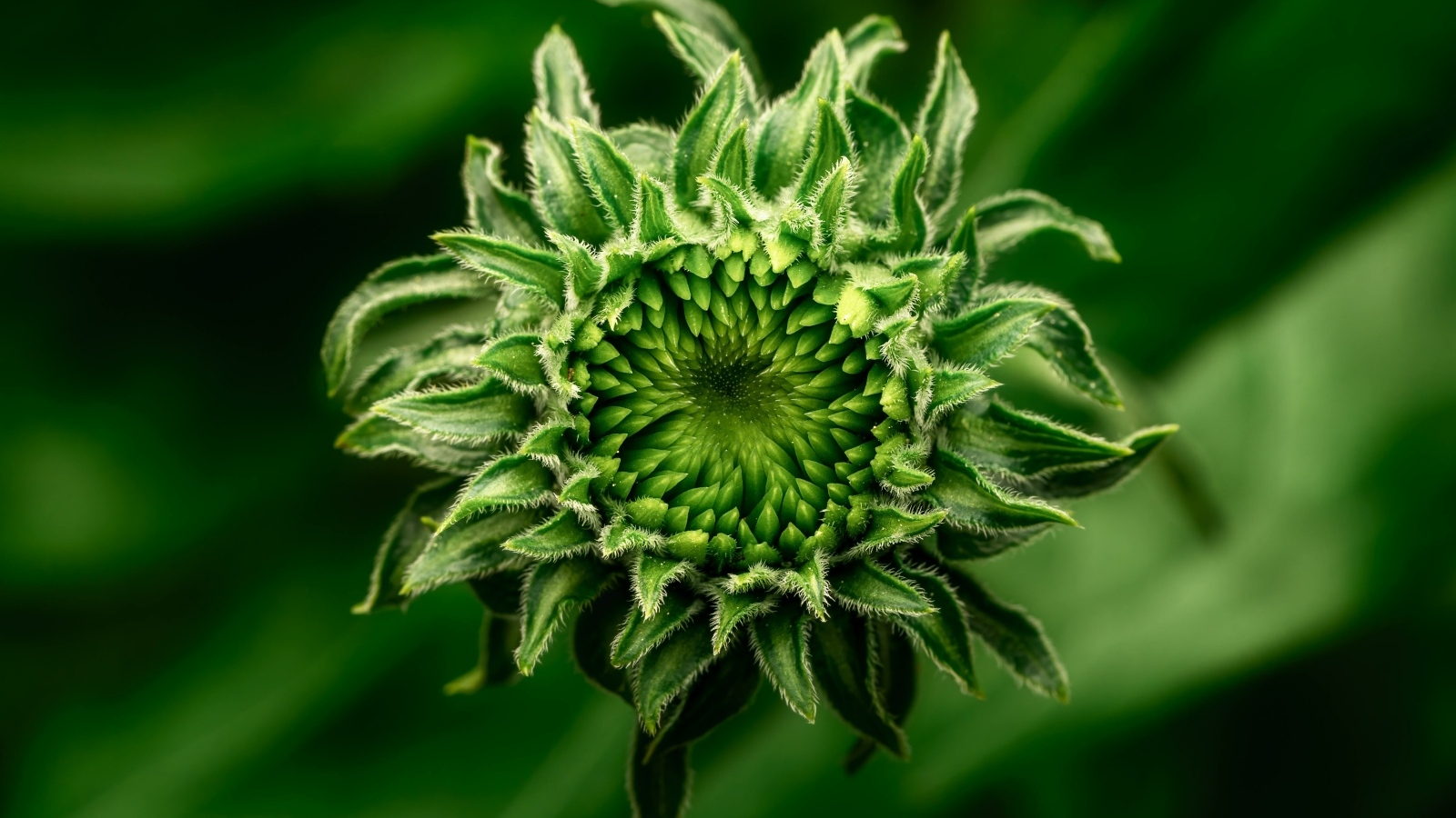 Нераспустившийся зеленый цветок