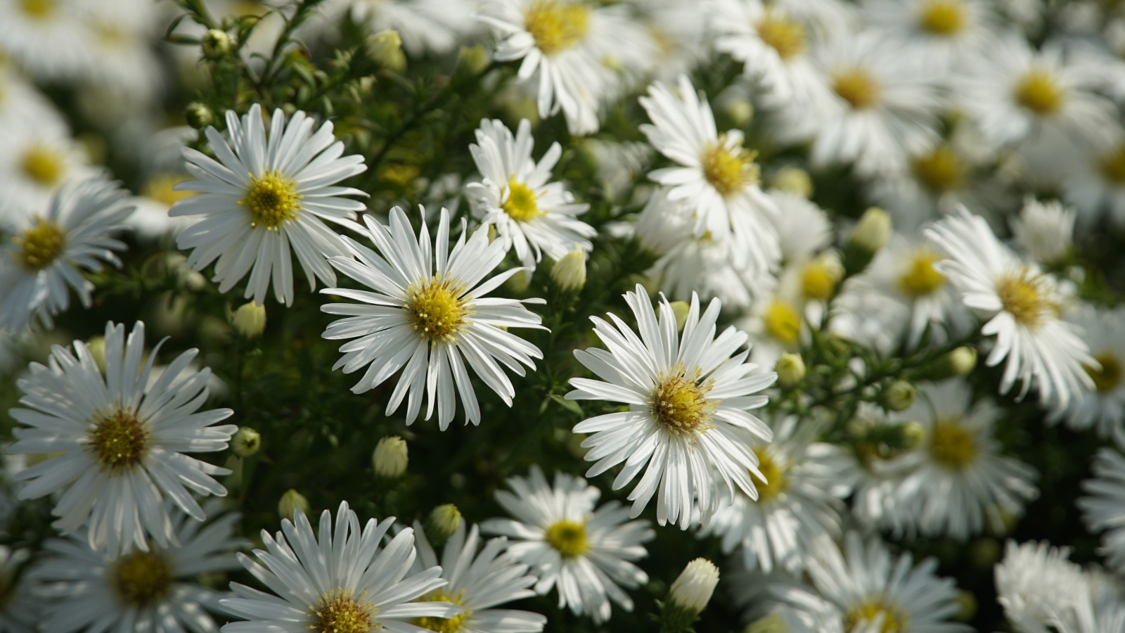 Белые цветы сентябринка крупным планом