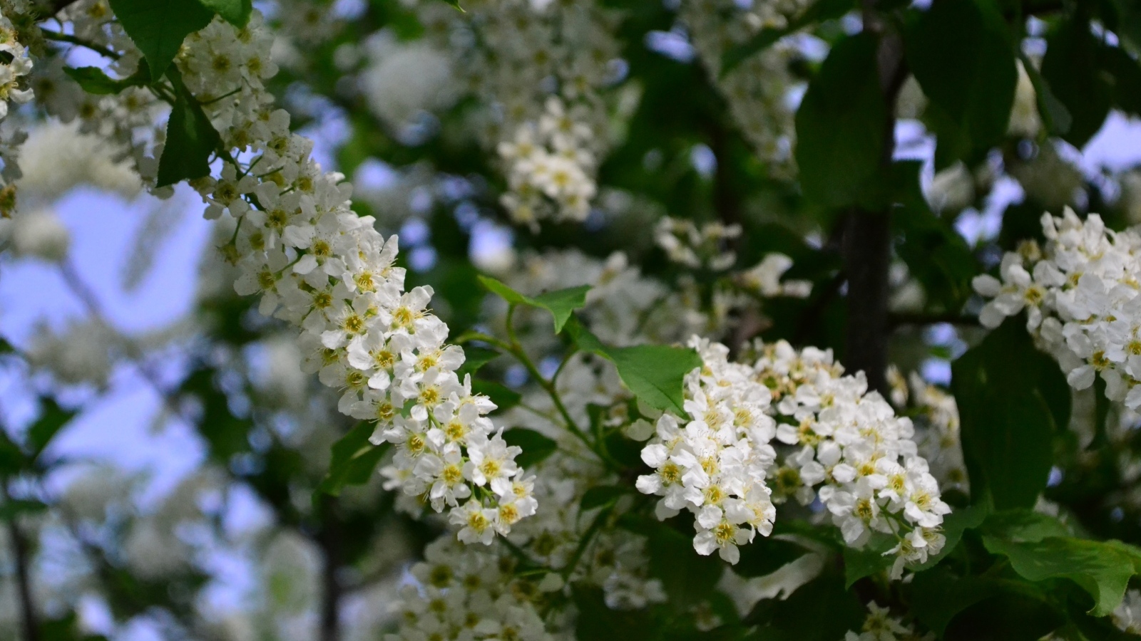 Белые цветы черемухи на ветках весной