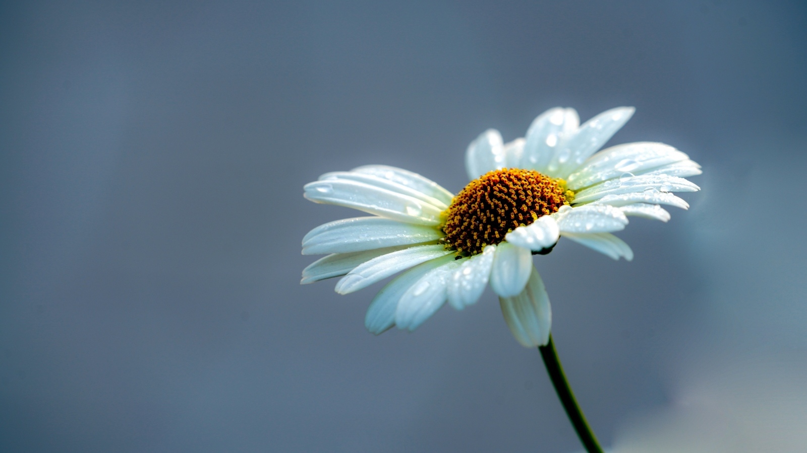 Белый цветок ромашки на сером фоне