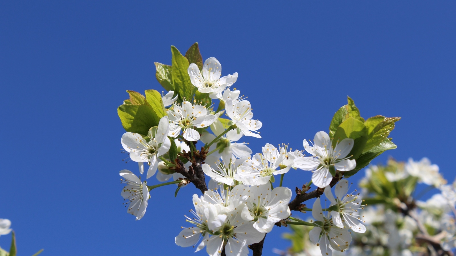 Белые цветы вишни на фоне голубого неба