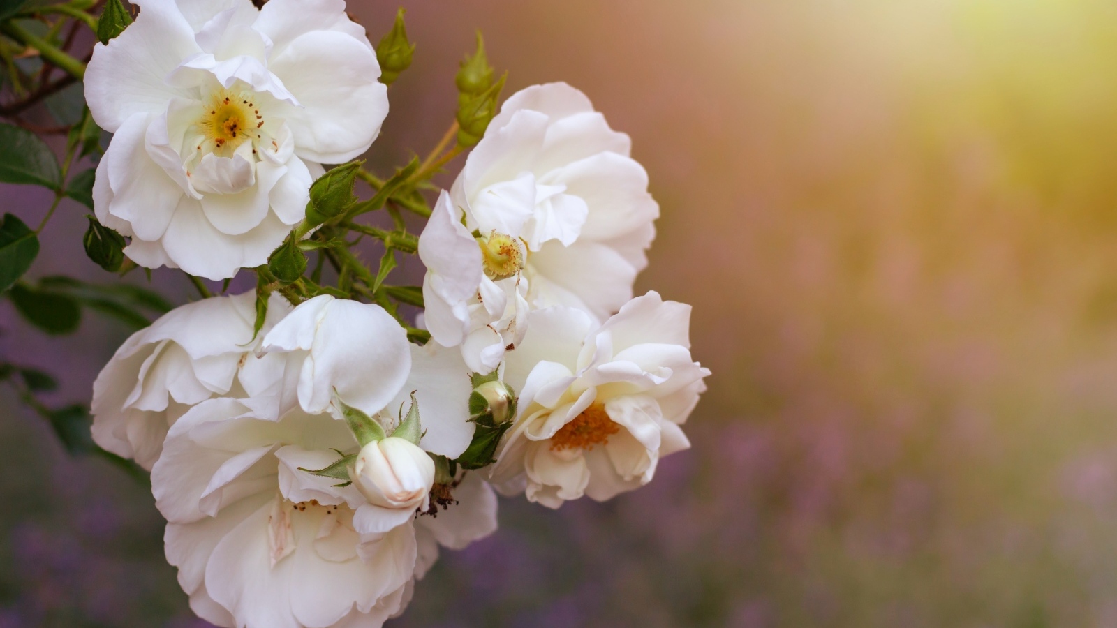 Белые цветы вьющейся розы