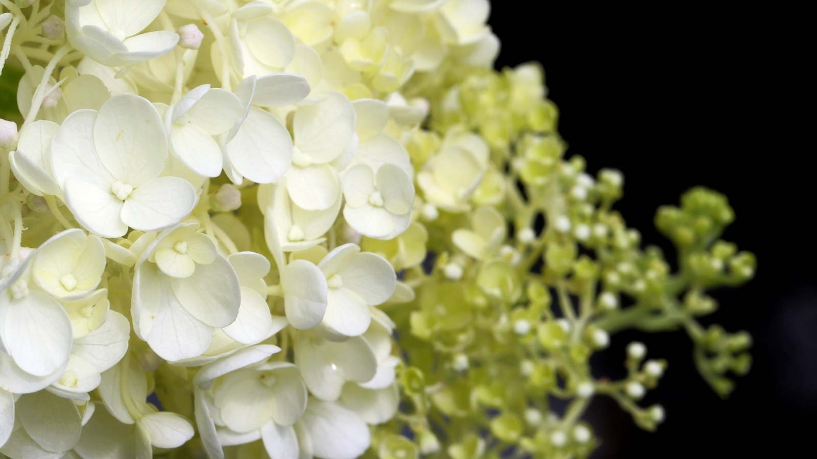 Белые нежные цветы гортензия крупным планом