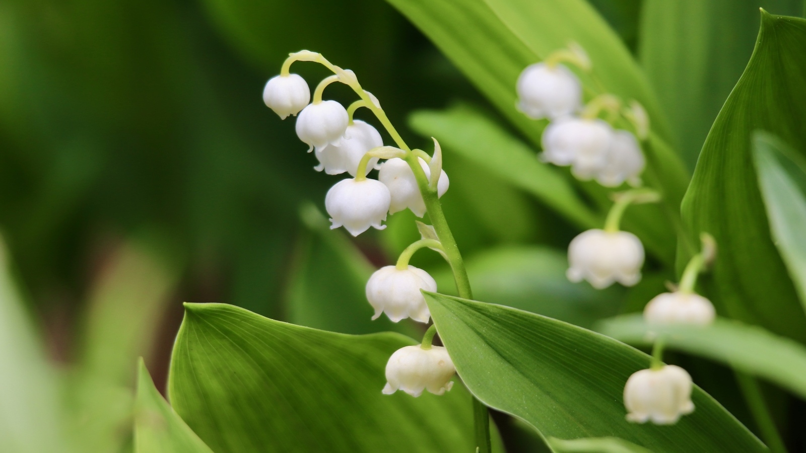 Белые нежные цветы ландыша с зелеными листьями
