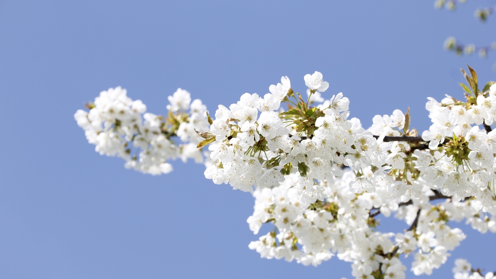 Белые цветы на ветке вишни на голубом фоне