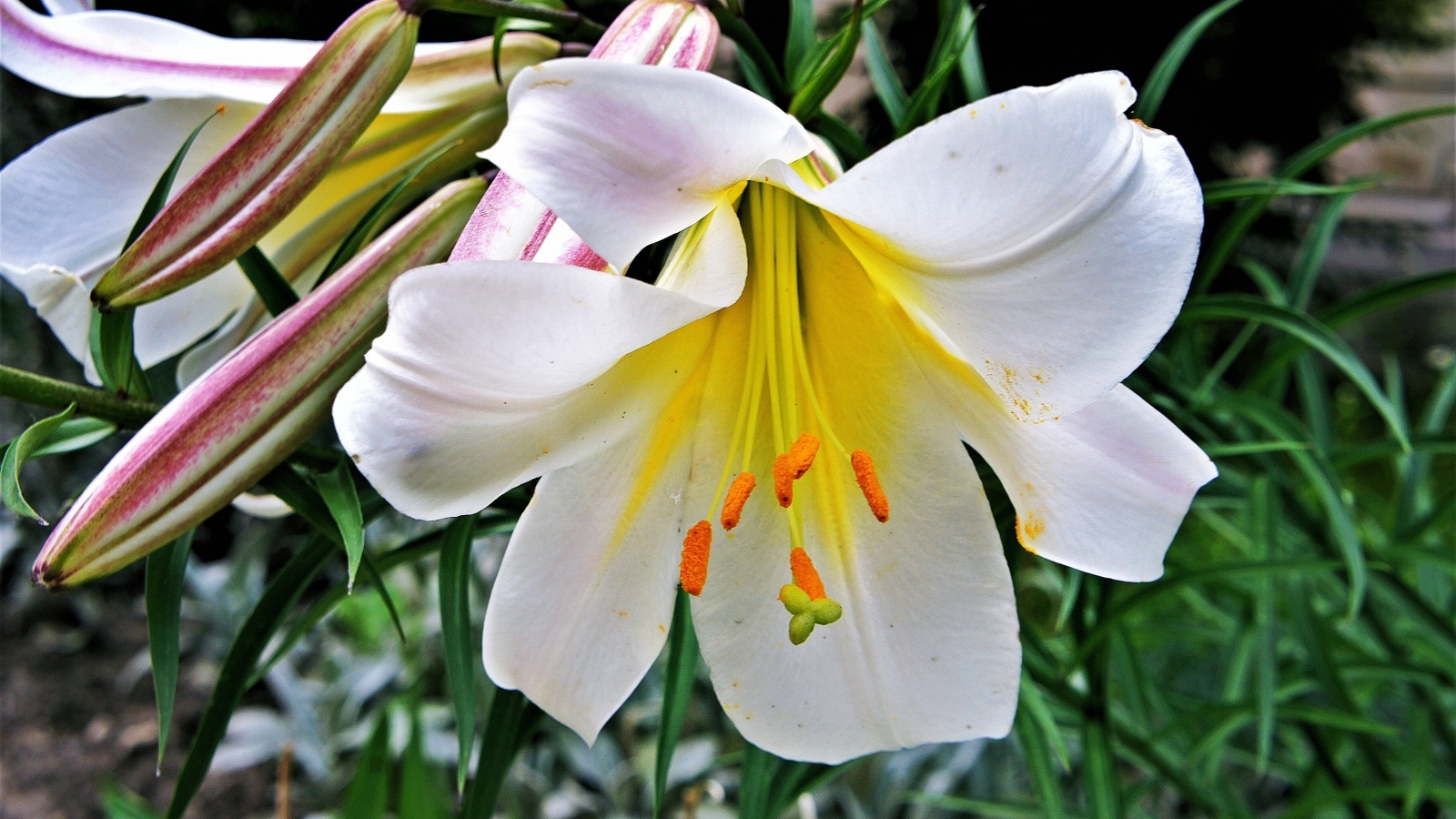 Белые крупные цветы садовой лилии с бутонами