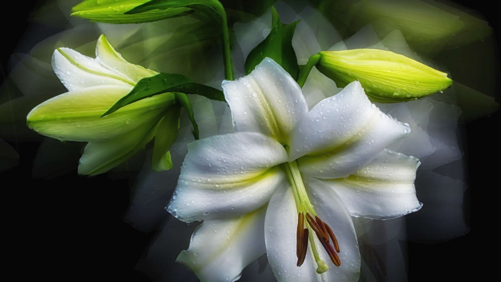 Белый цветок лилии с бутонами в каплях росы