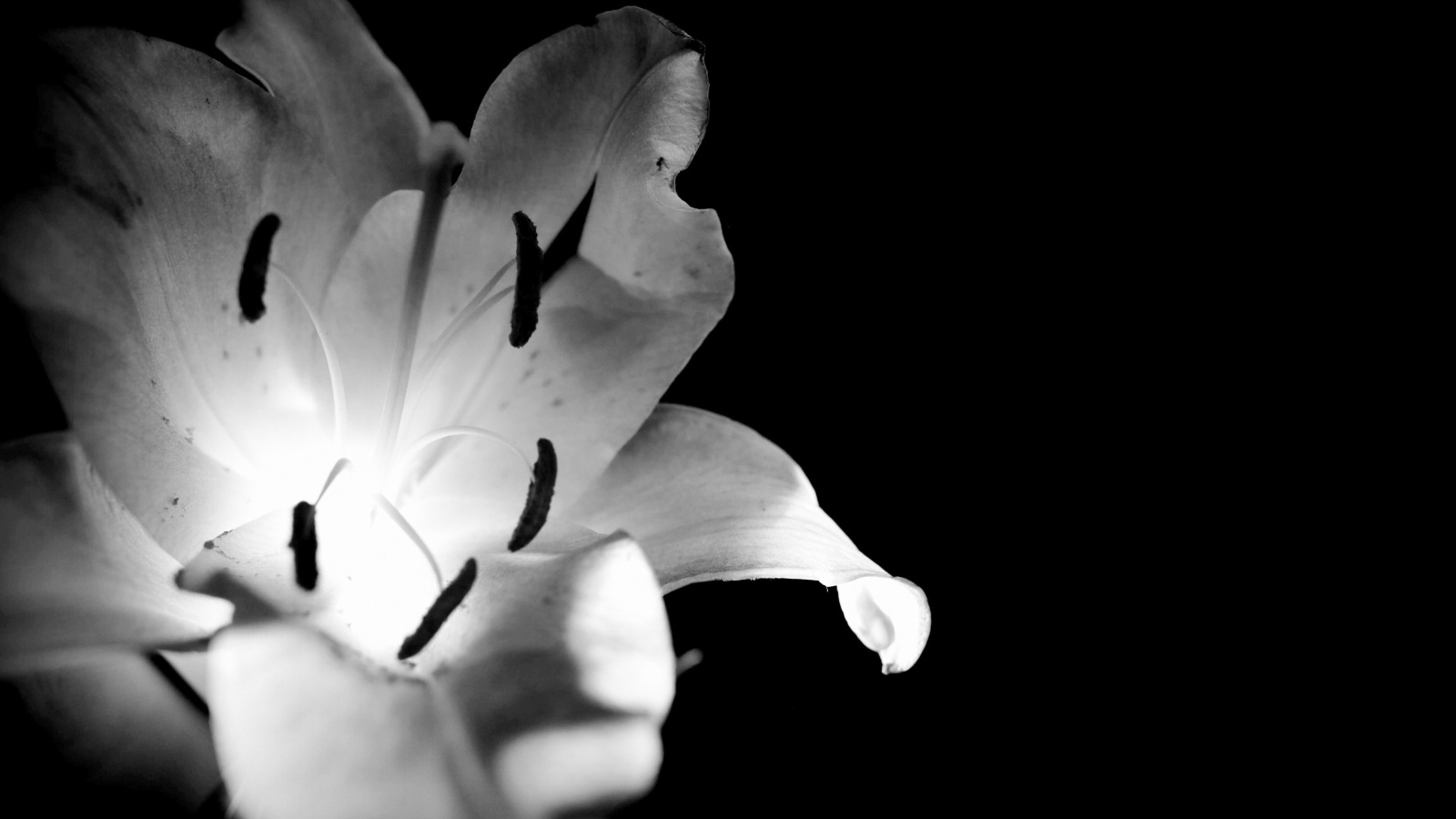 Белая лилия на черном фоне
