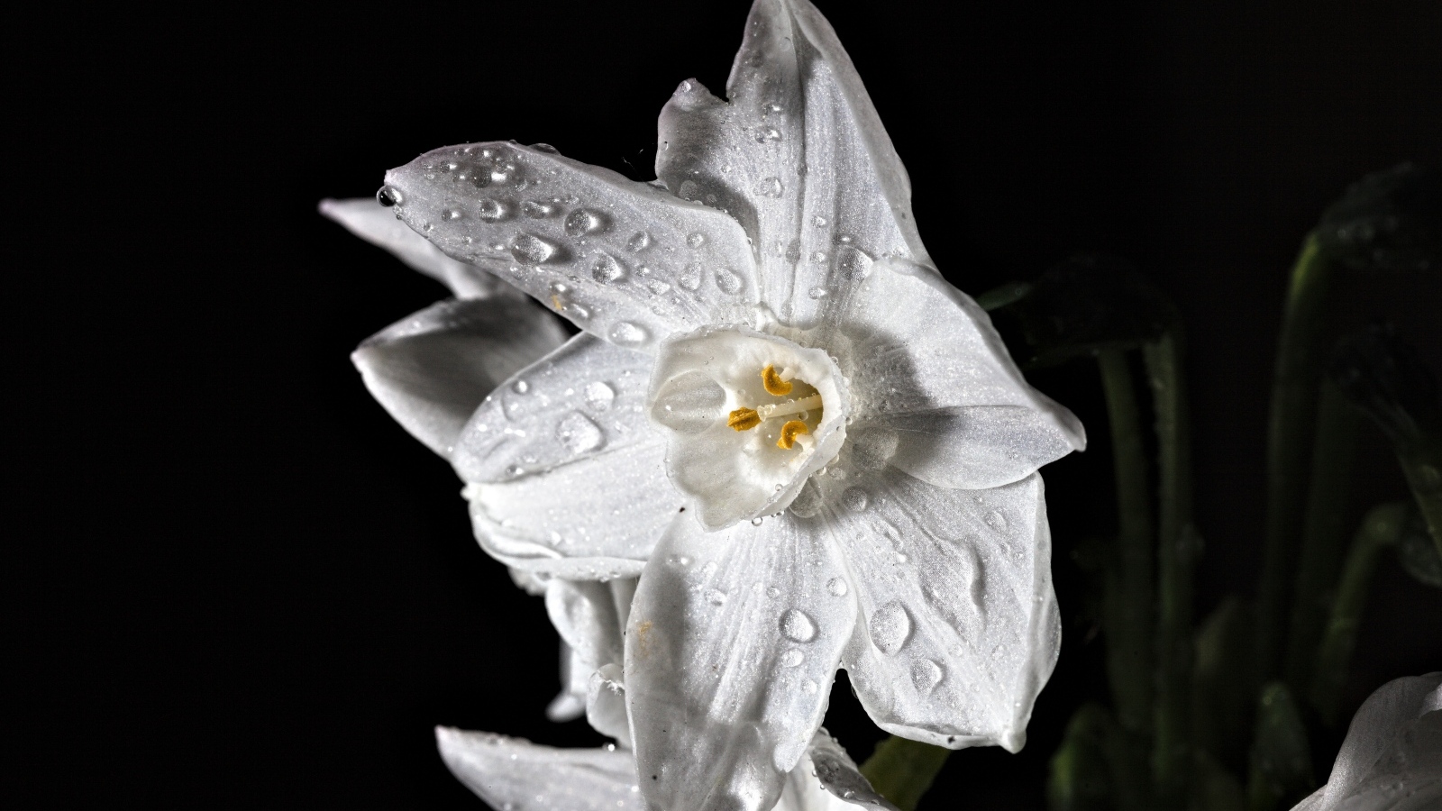 Белый цветок нарцисса в каплях росы