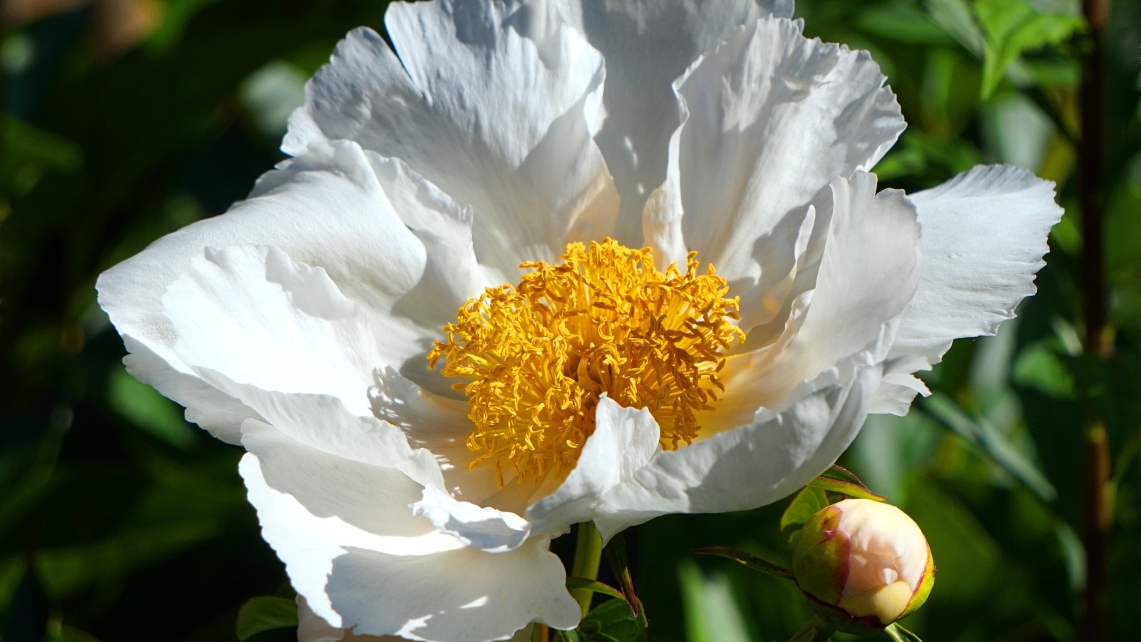 Белый пион с бутоном крупным планом