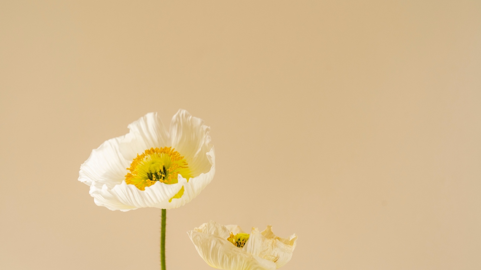 Белые цветы мака на бежевом фоне