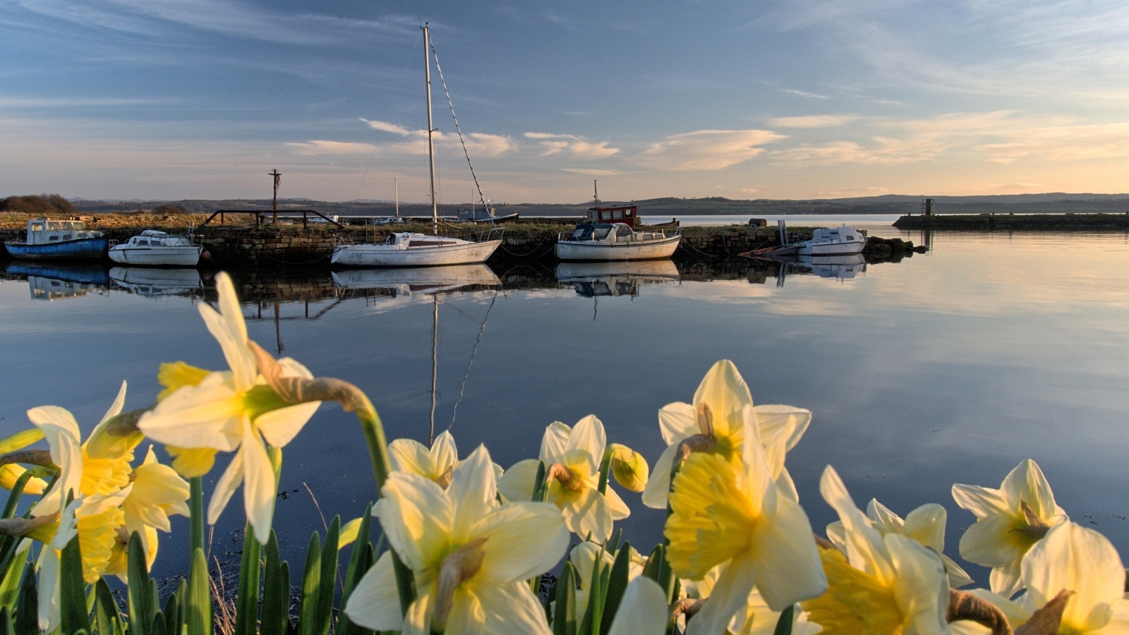 Белые весенние нарциссы растут у воды