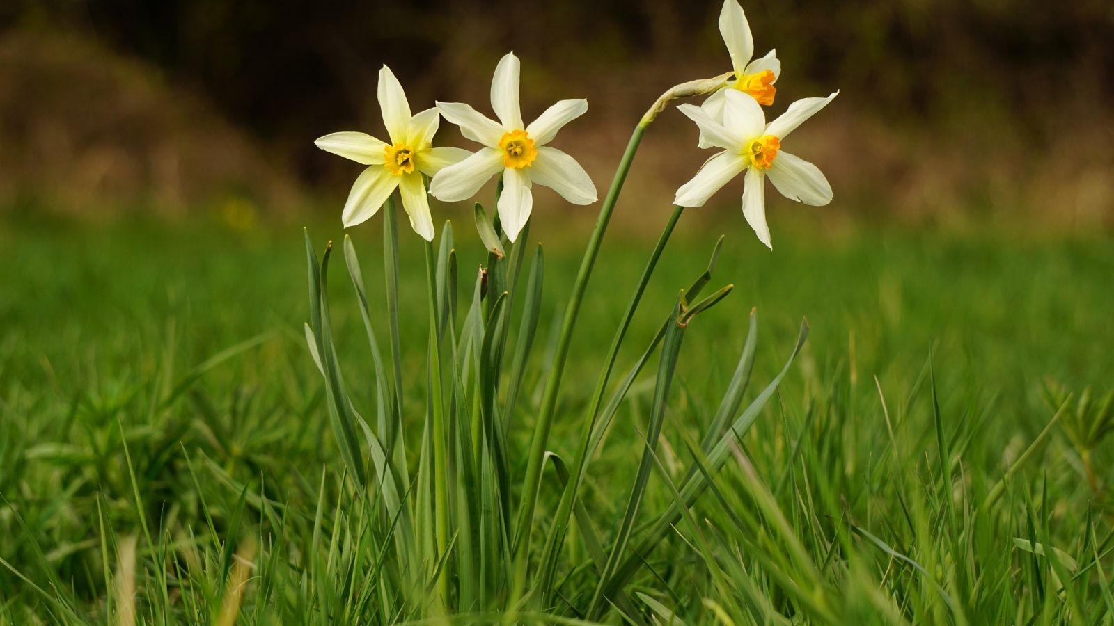 Белые весенние нарциссы в зеленой траве