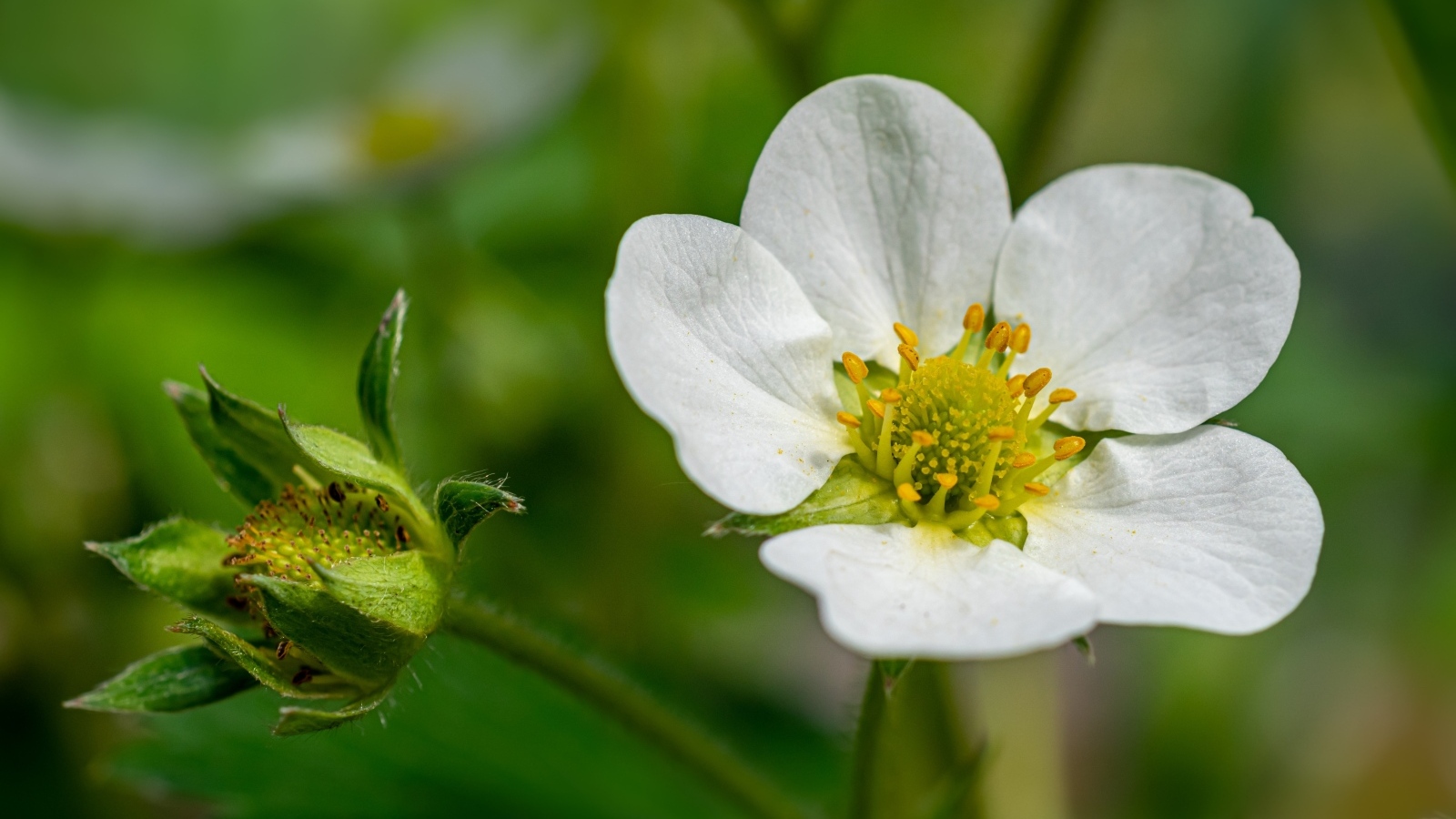 Белый цветок клубники с зеленой ягодой