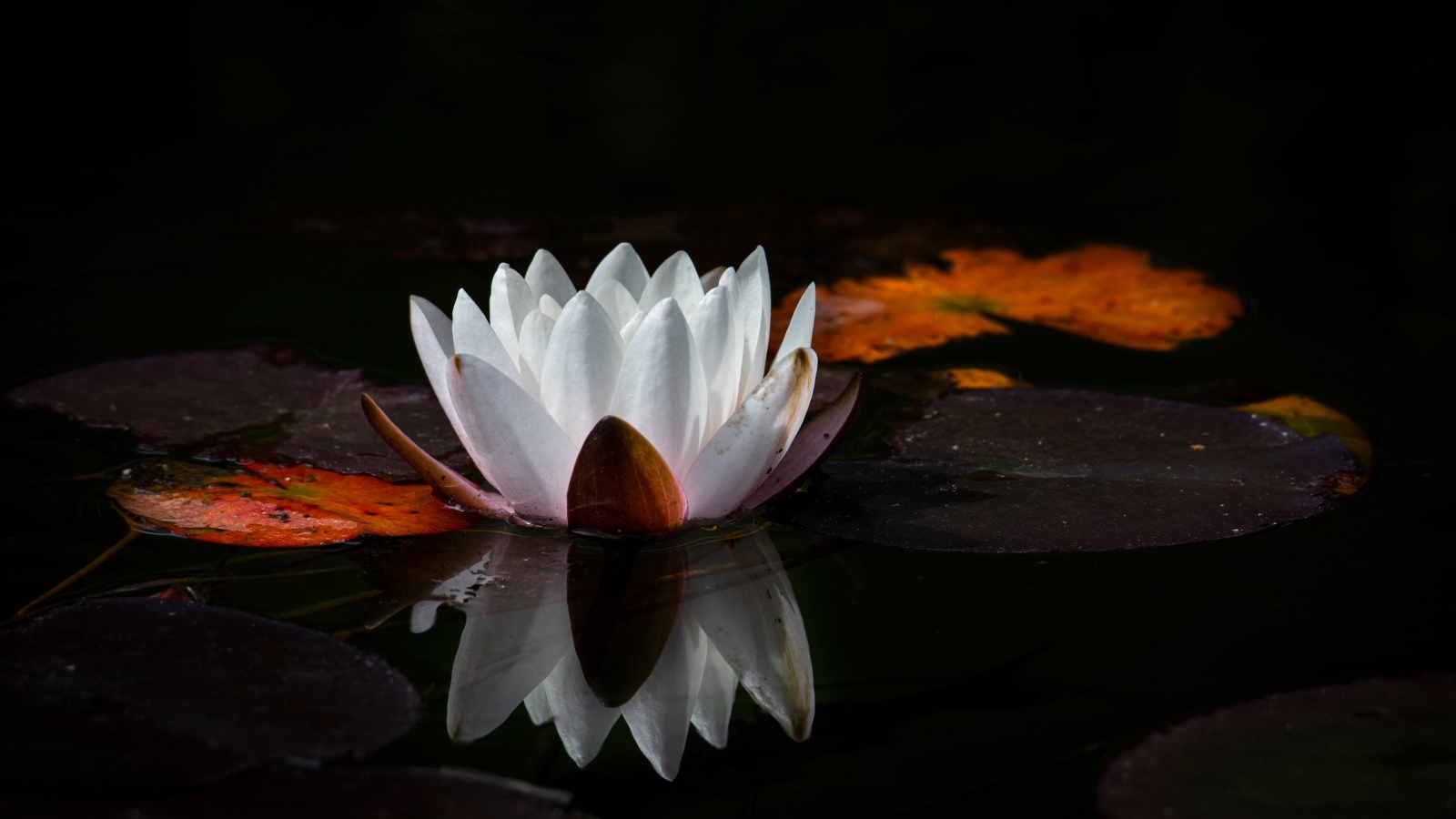 Белый цветок водяной лилии с большим зелеными листьями в пруду