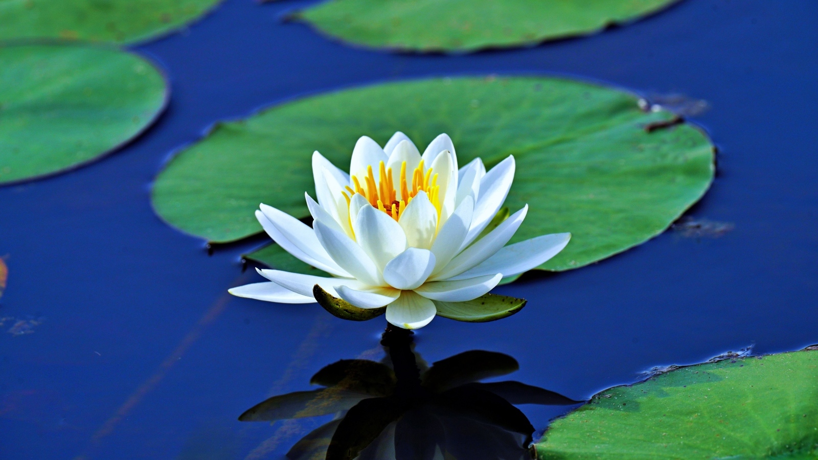 Белая водяная лилия с большими зелеными листьями в пруду