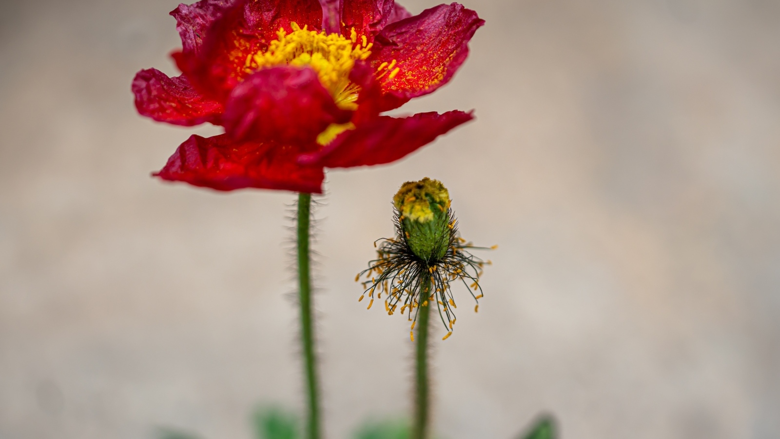 Увядшие лепестки красного мака