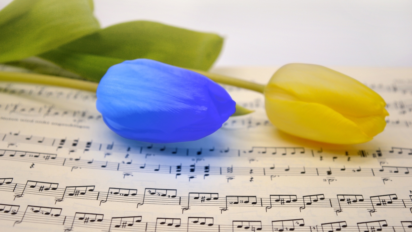 Желтый и синий тюльпан лежат на нотной тетради