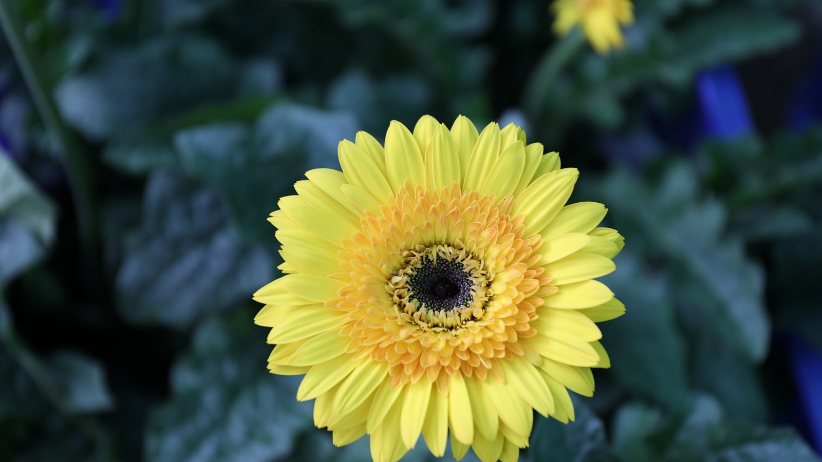 Желтый цветок герберы на клумбе крупным планом