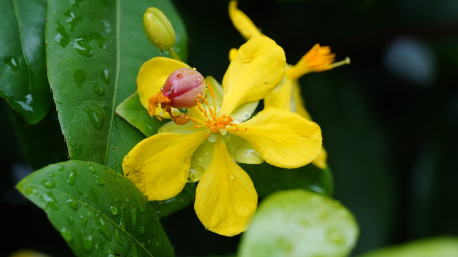 Желтый цветок гиперкум в каплях дождя