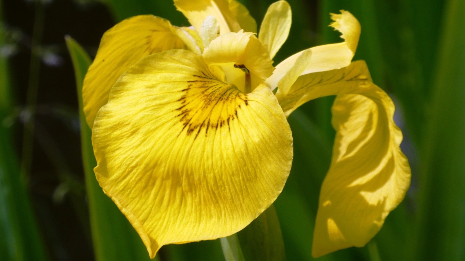 Желтый цветок ириса крупным планом