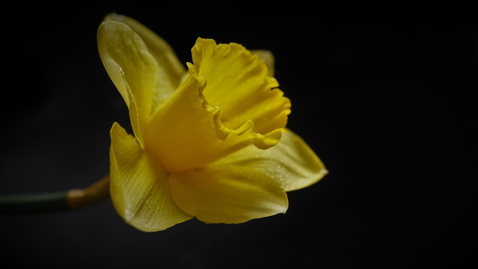 Желтый цветок нарцисса на черном фоне