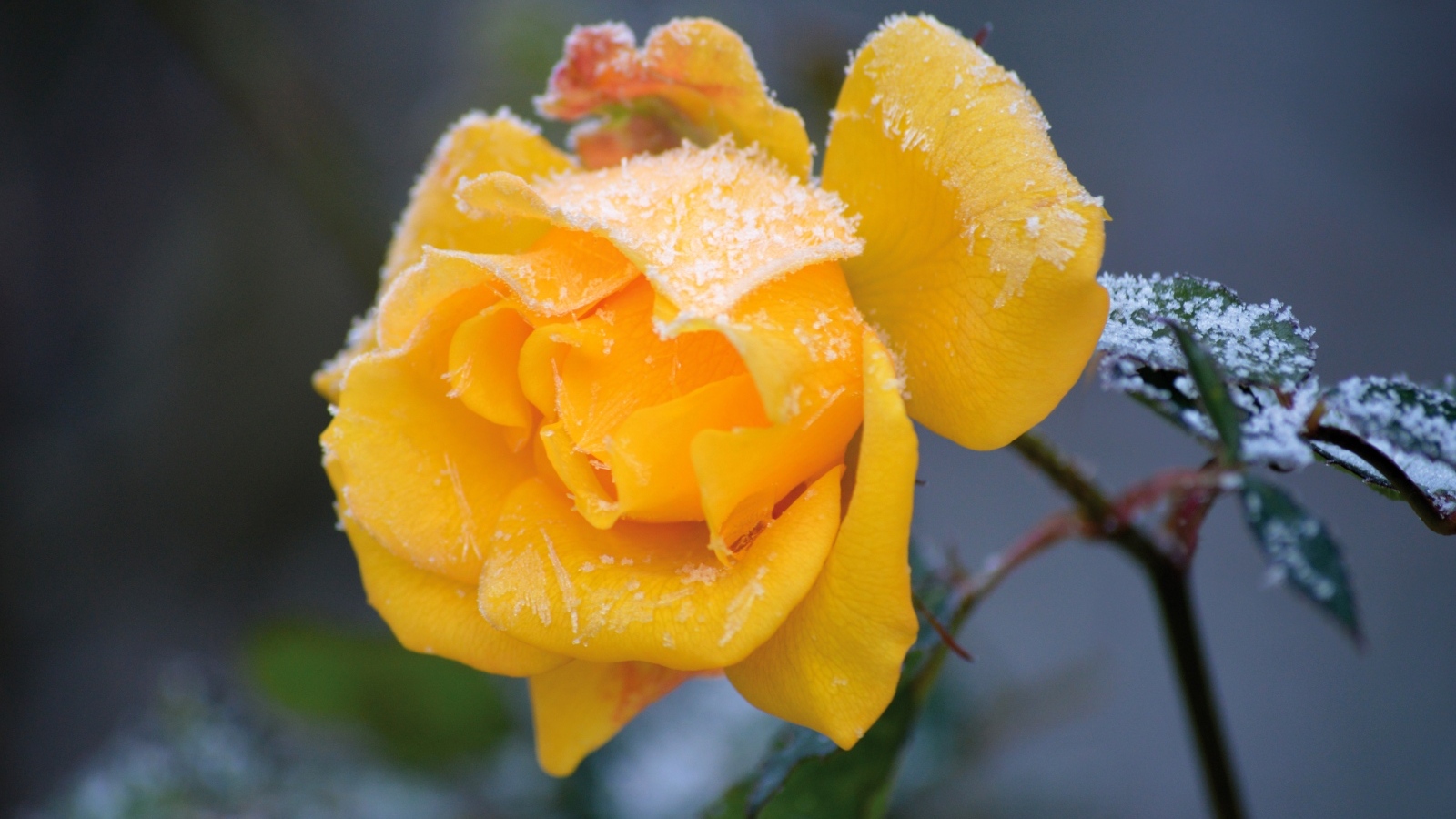 Желтая роза покрыта инеем на клумбе