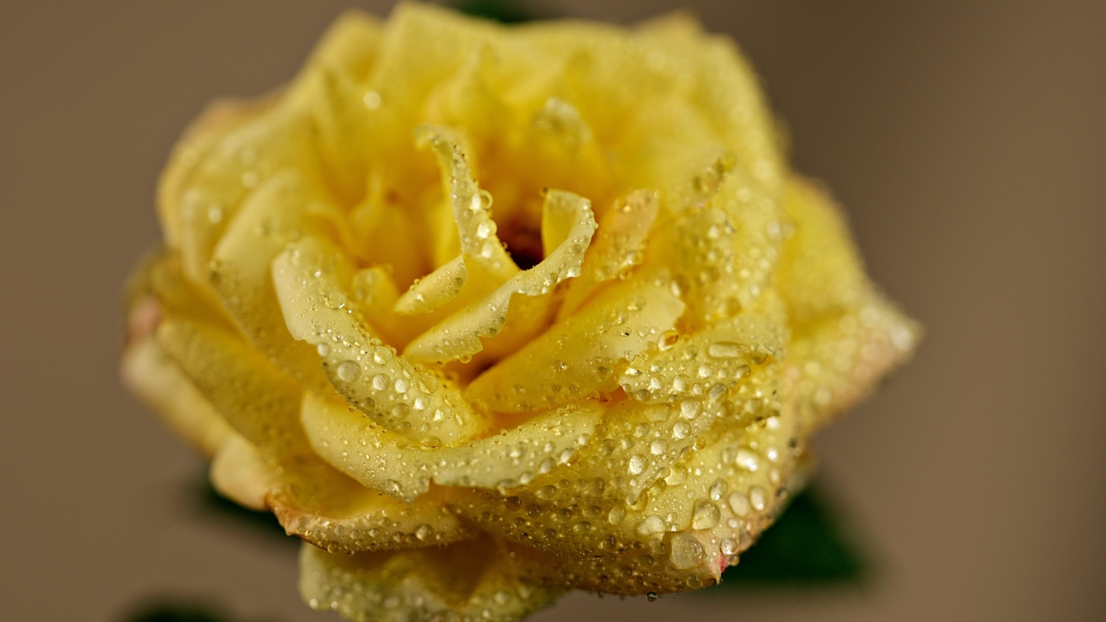 Желтая роза в каплях росы крупным планом