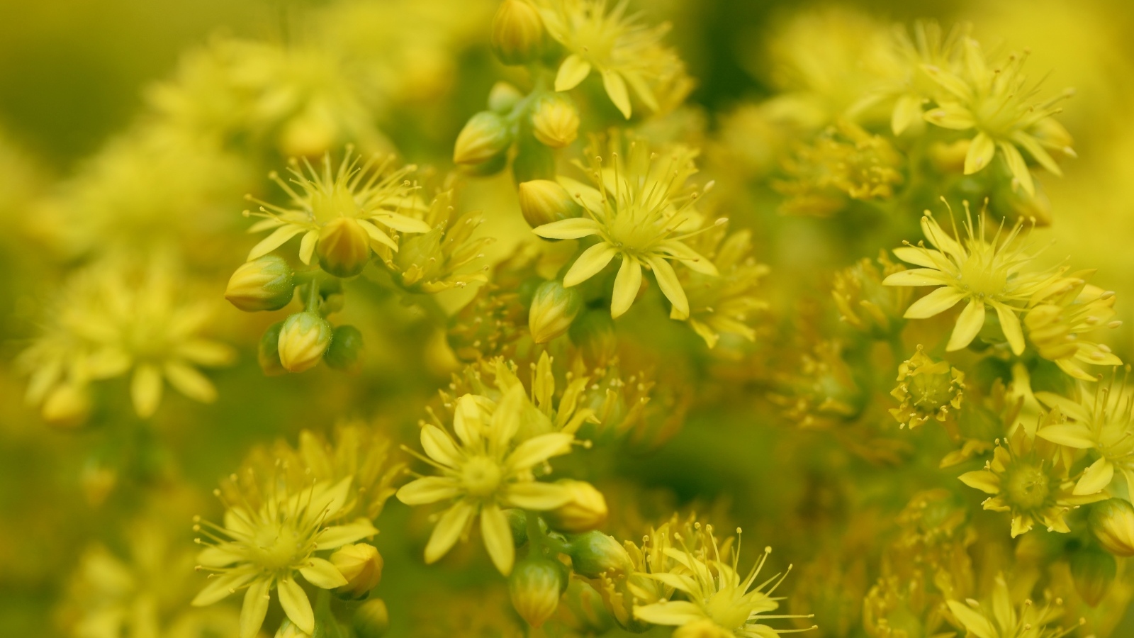 Желтые цветы очиток обыкновенный