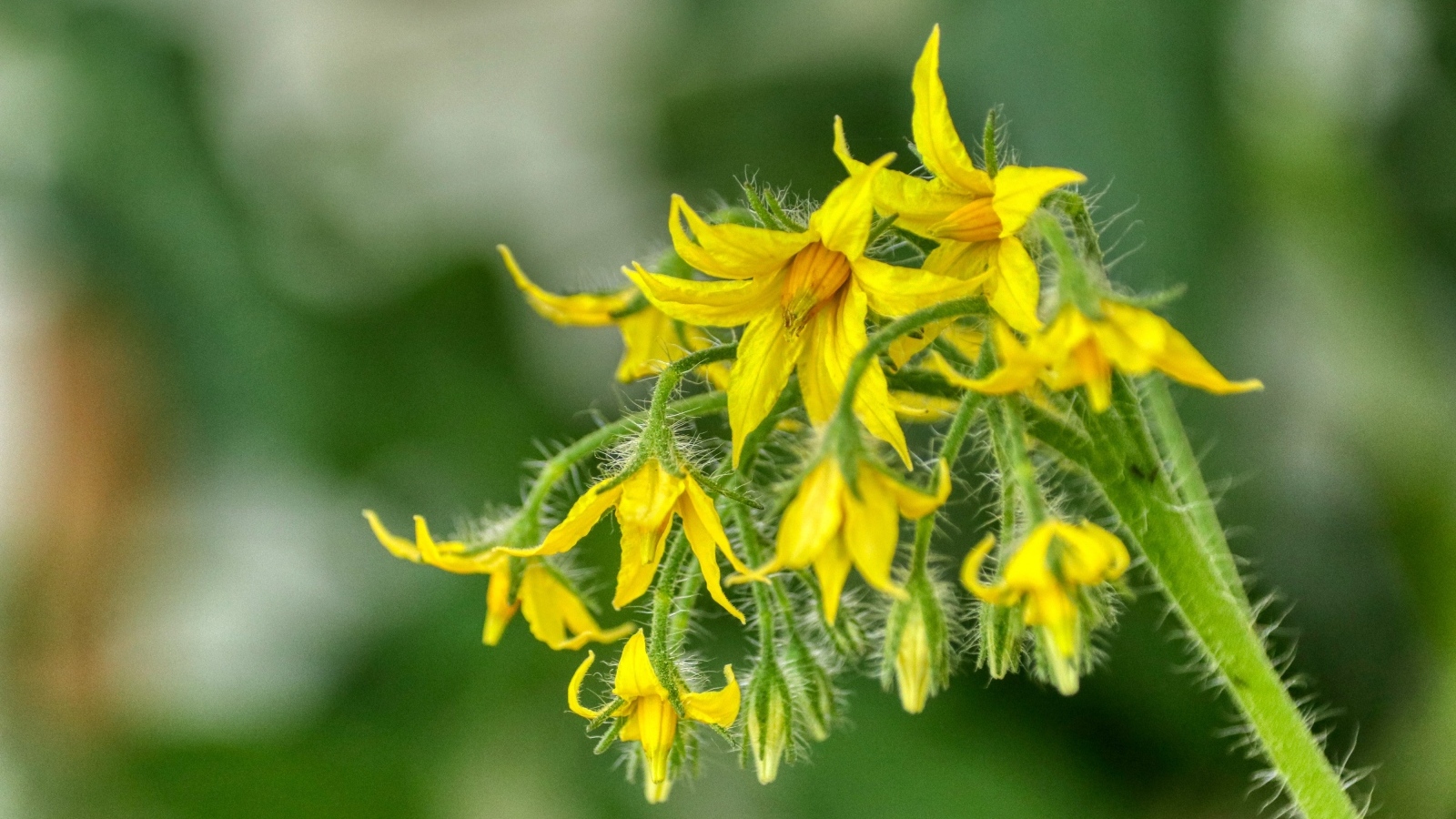 Желтые цветы томатов на ветке