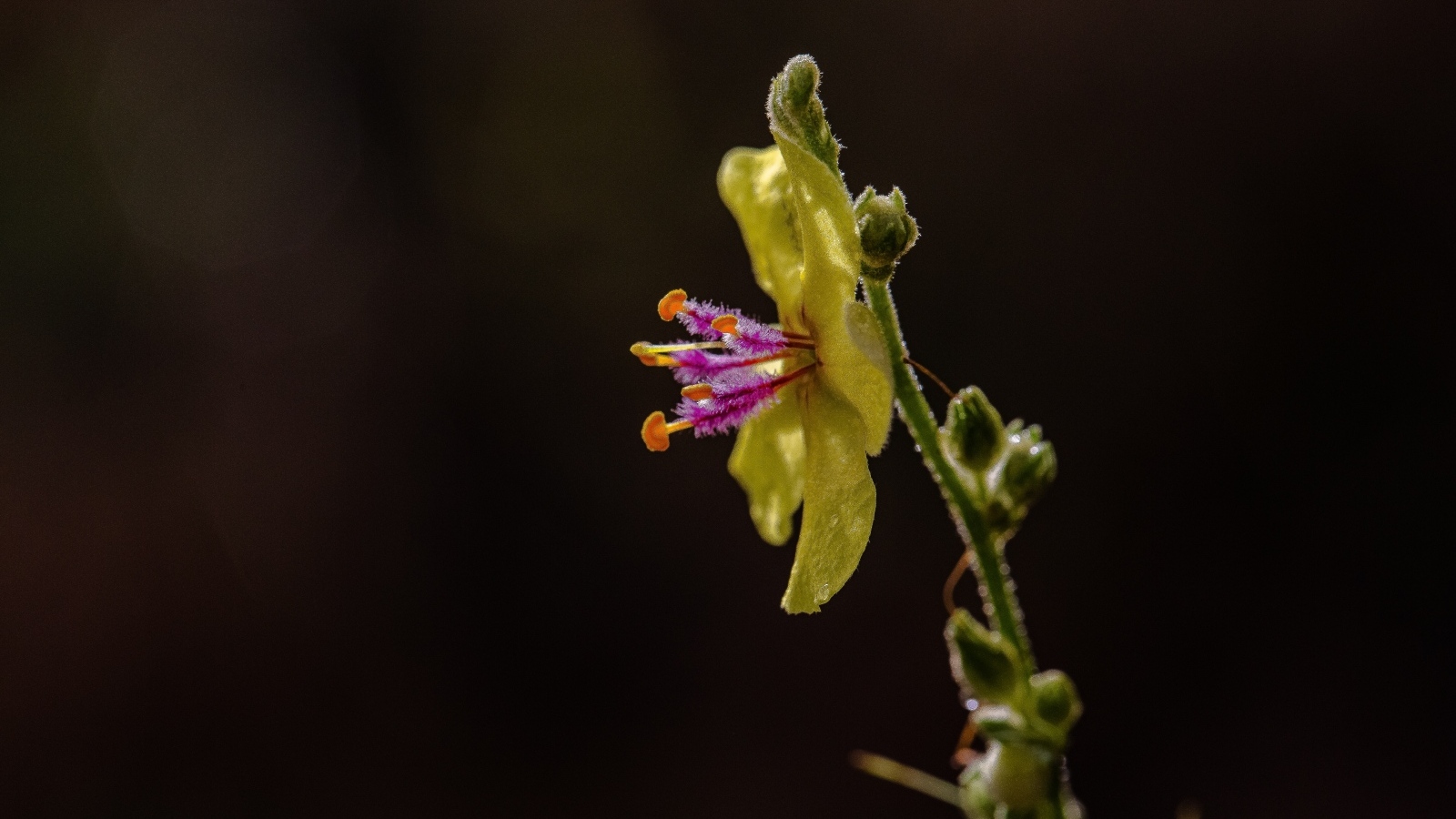 Желтый полевой цветок на черном фоне
