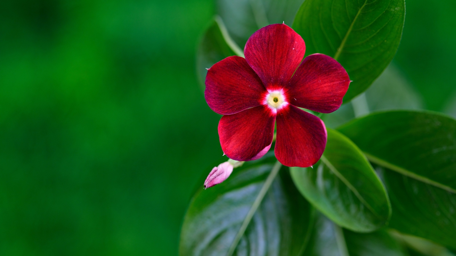 Красивый красный цветок барвинок