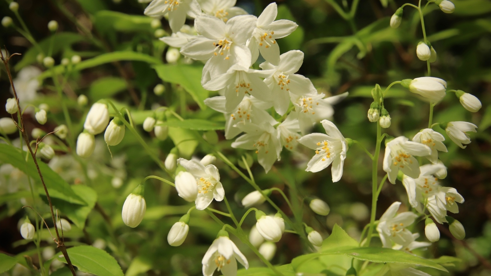 Красивый белый весенний цветок