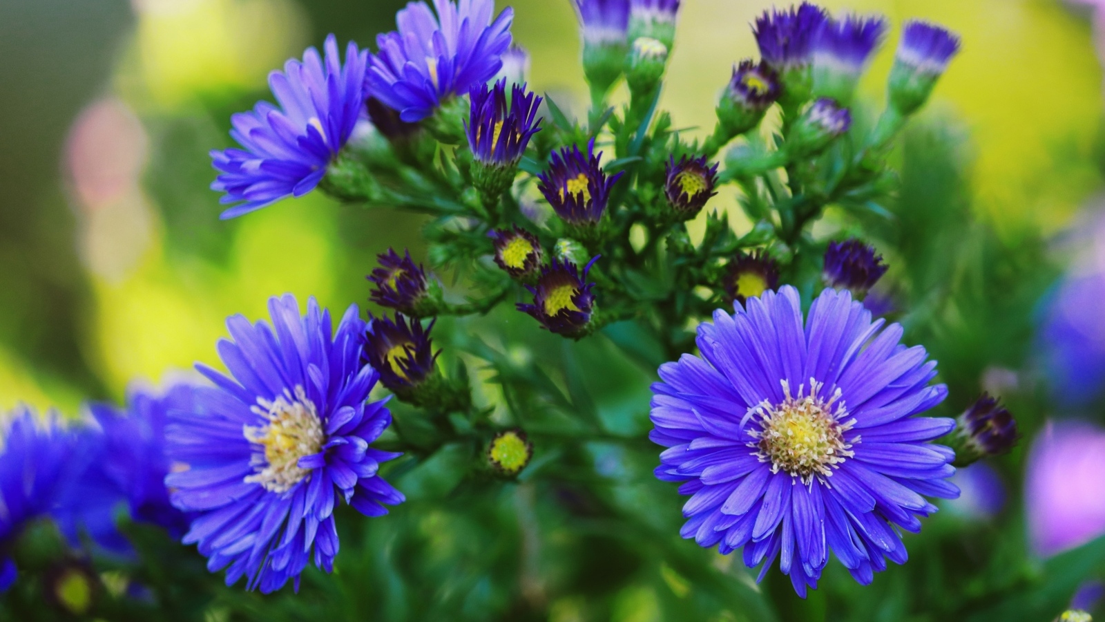 Синий осенний цветок сентябринка