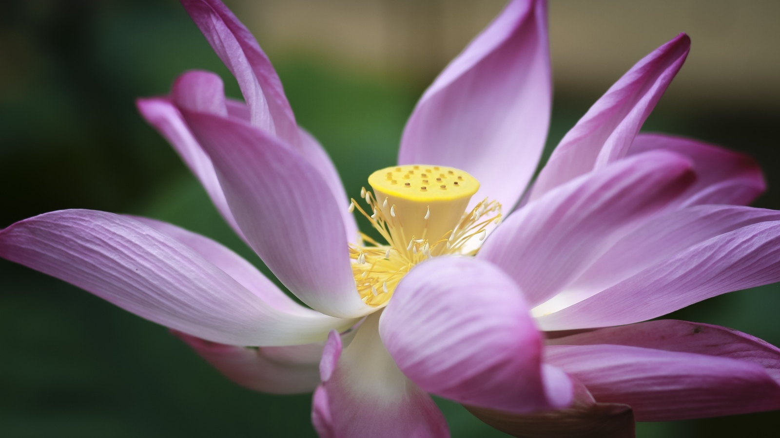 Розовый цветок лотоса крупным планом