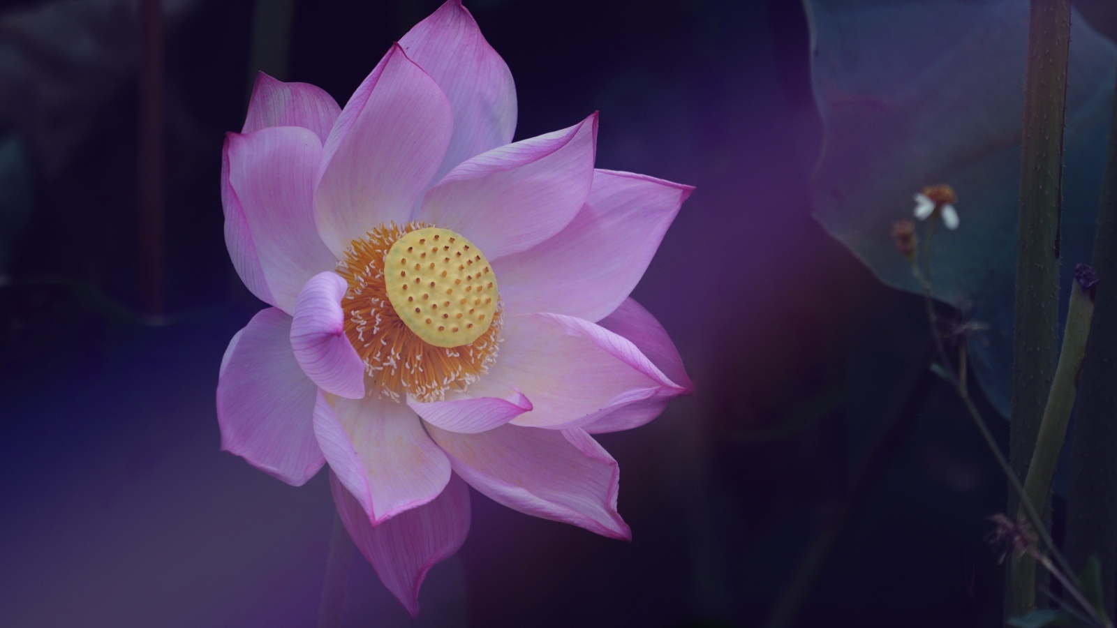 Розовый цветок лотоса с желтой серединкой