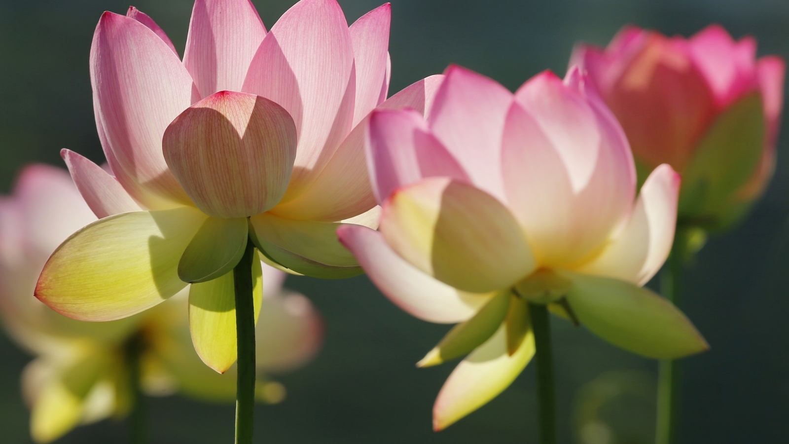 Розовые лотосы крупным планом