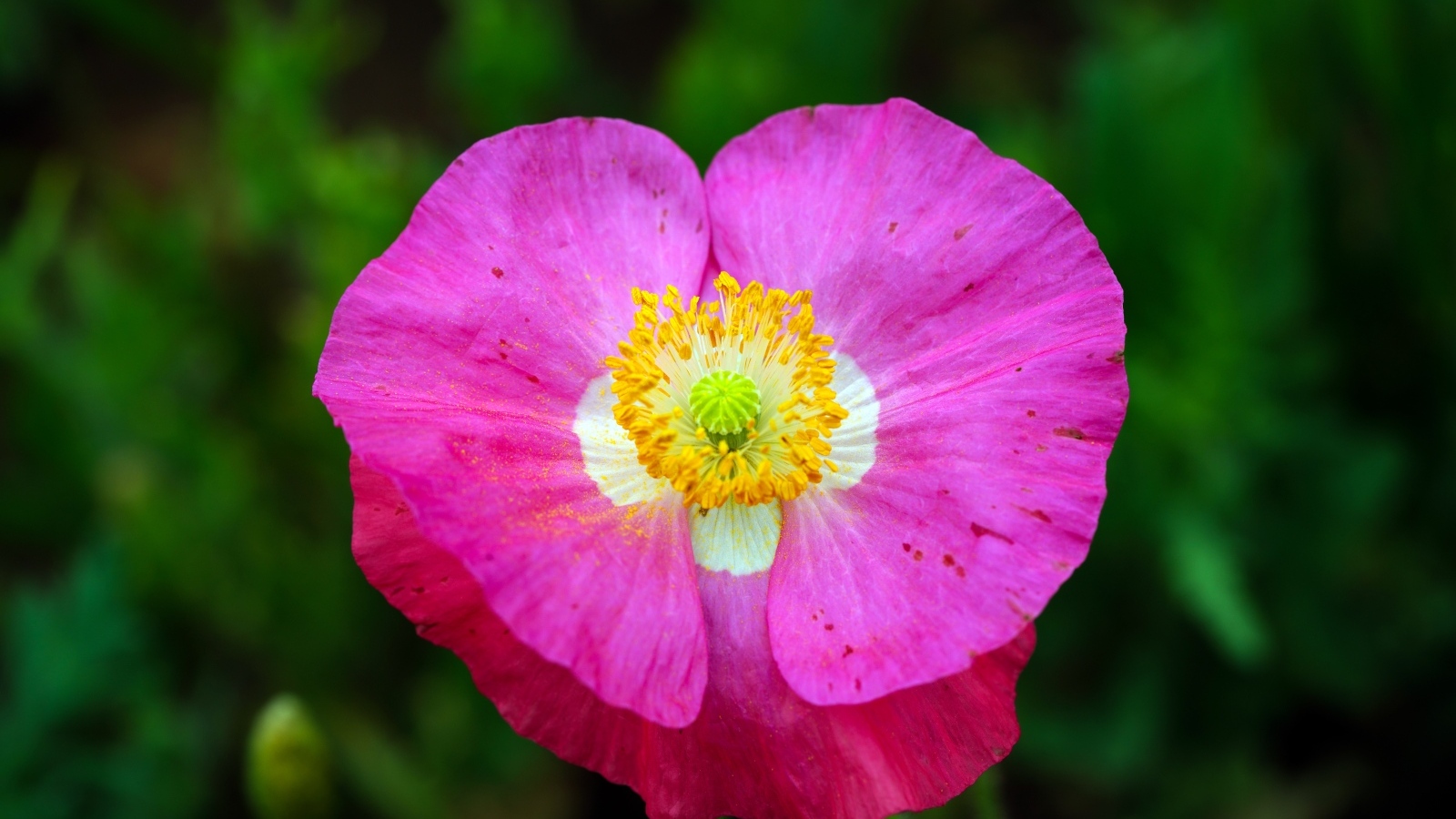 Розовый цветок мака крупным планом