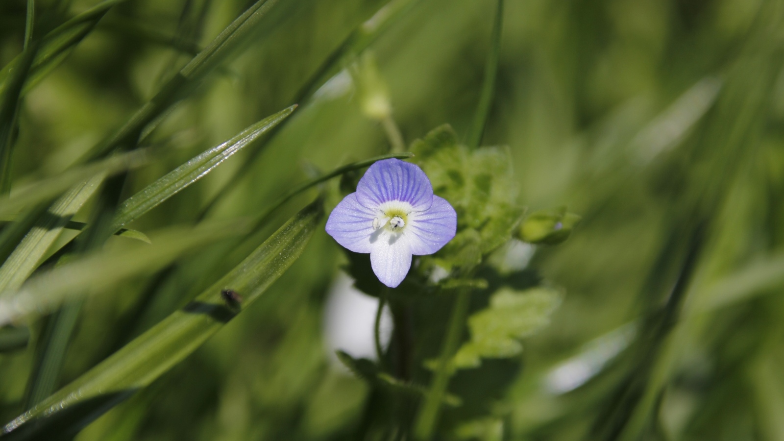 Маленький фиолетовый цветок гипсофилы