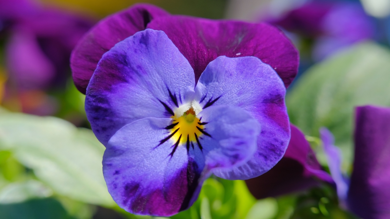 Маленький фиолетовый цветок анютины глазки