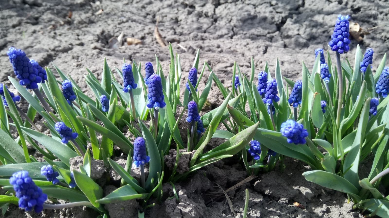 Маленькие весенние цветы мускарики