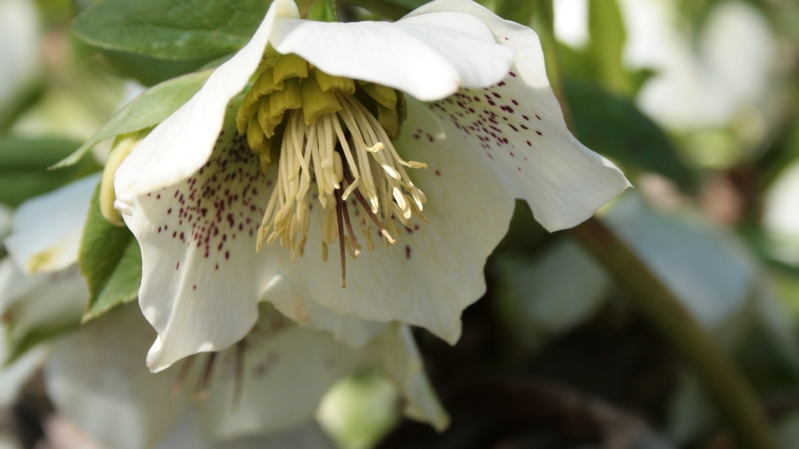 Пятнистый белый цветок морозник