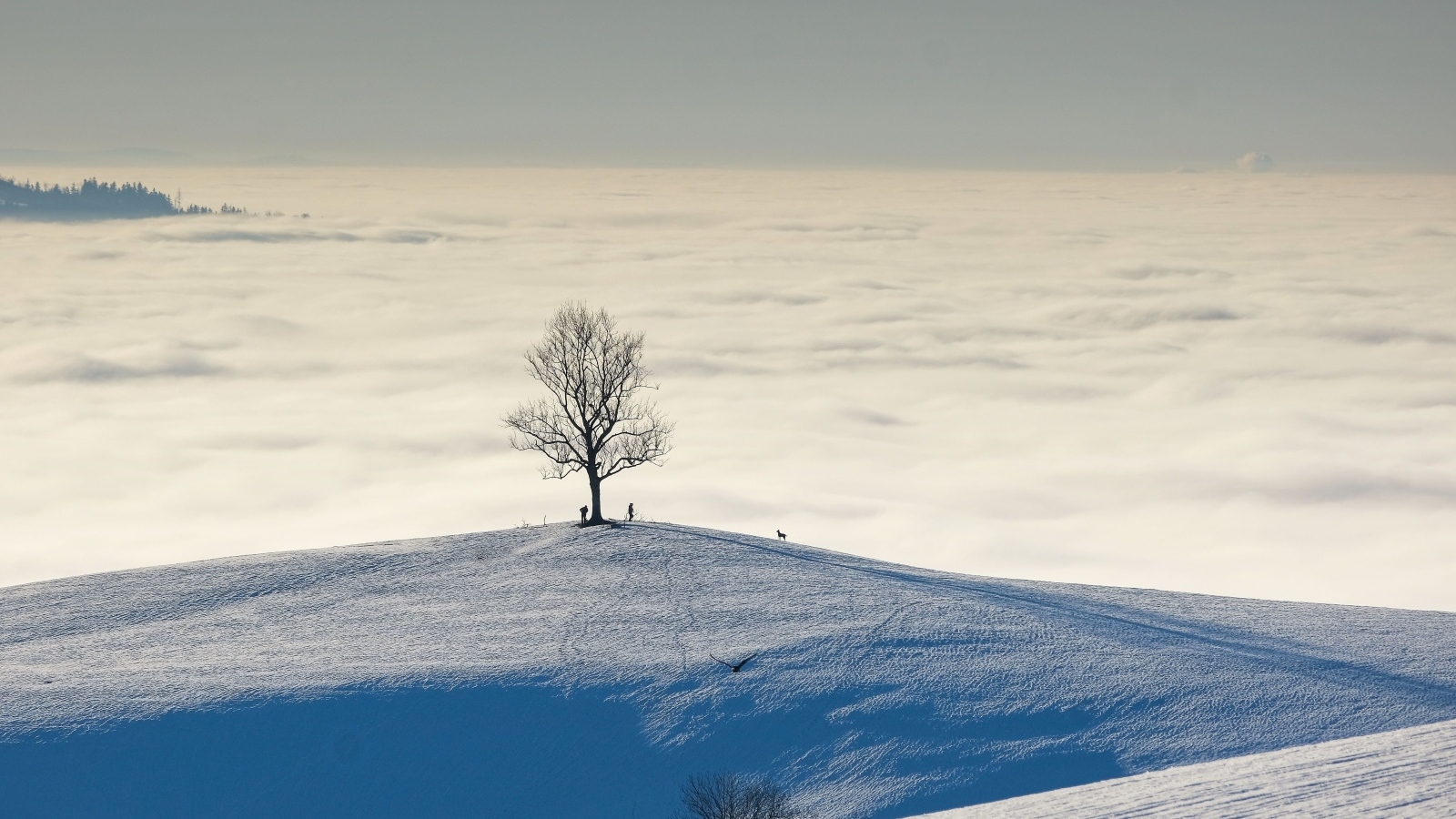 Густые белые облака в заснеженных горах