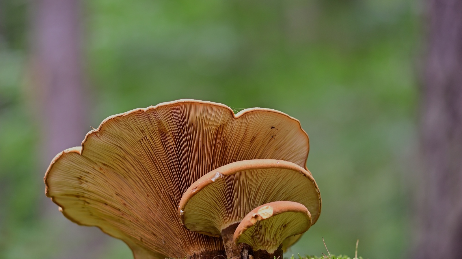 Большой древесный гриб растет в лесу 