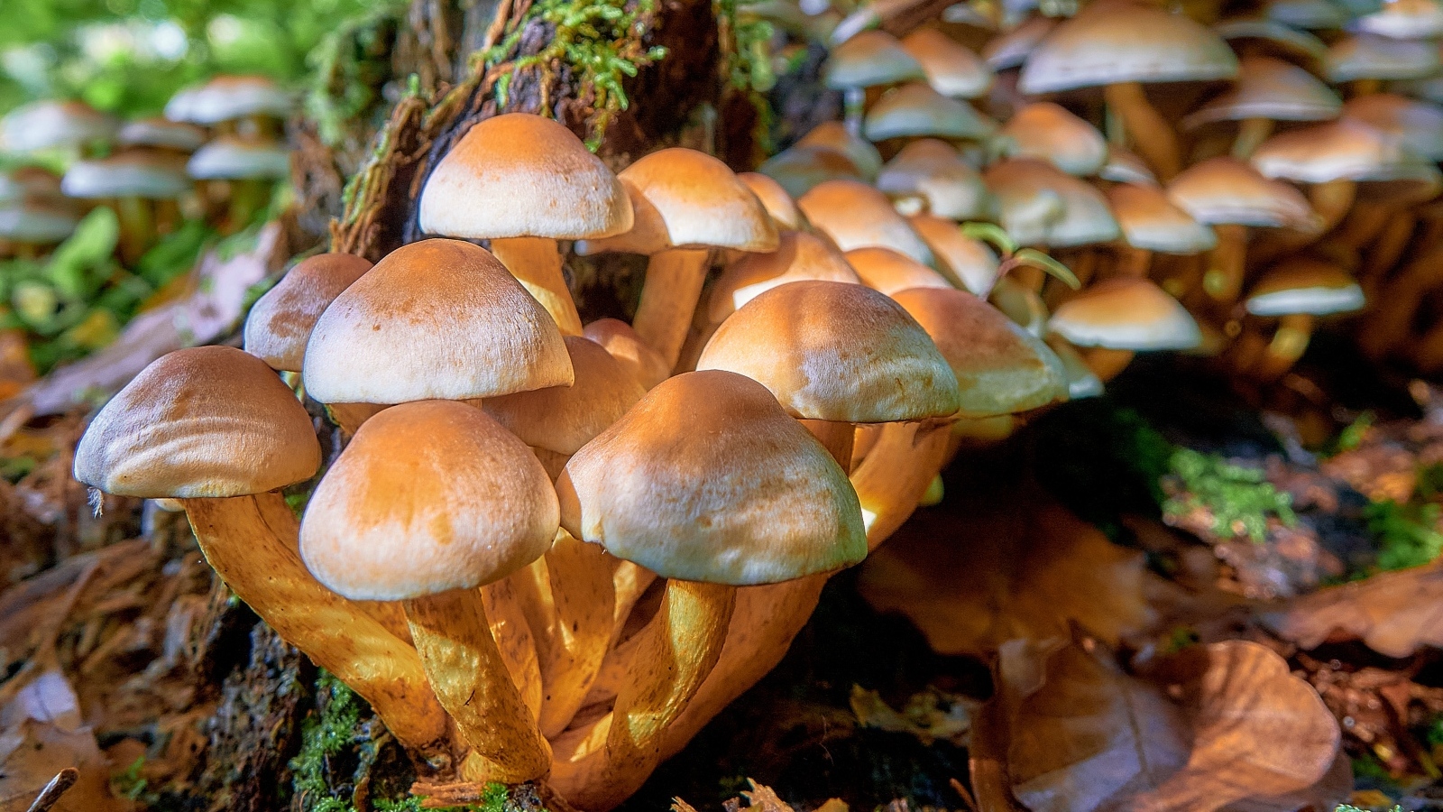 Много грибов опят в лесу на дереве