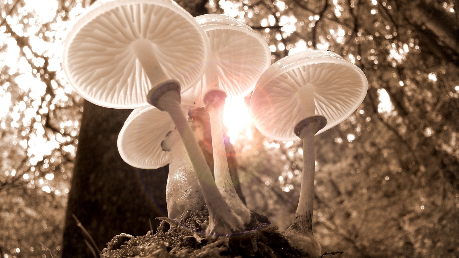 Красивые прозрачные грибы в лучах солнца в лесу