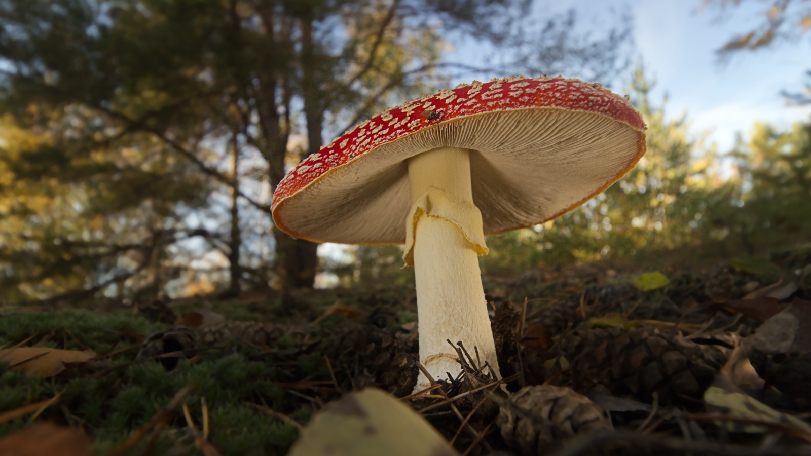 Большой гриб мухомор растет в лесу